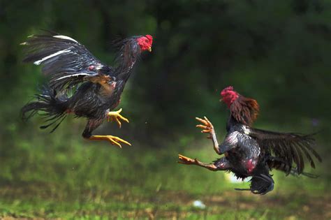 breeds of roosters for fighting|21 Best Fighting Rooster and Gamefowl Breeds.